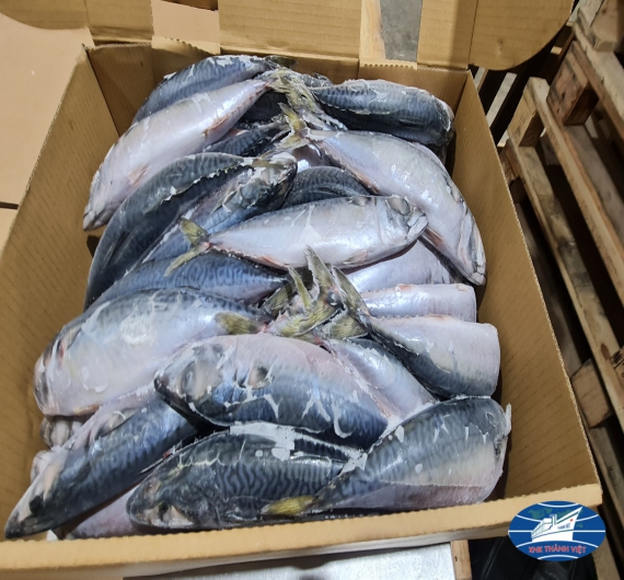 CÁ SABA  NHẬT (JAPAN) THÙNG 10KG SIZE 200-300